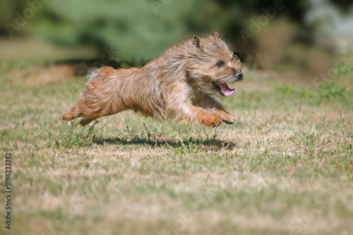 Cairn terrier