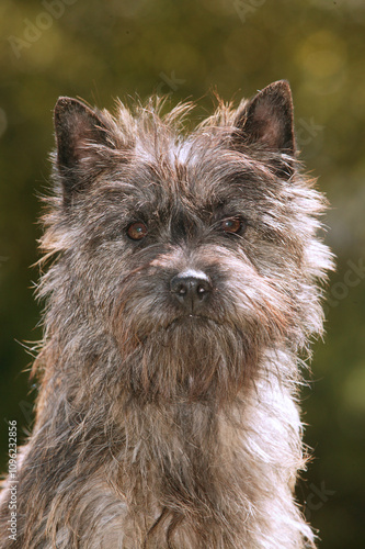 Cairn terrier