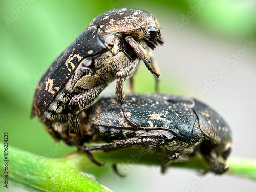 Close up of beetles mating on leaves, white-spotted rose beetle (Oxythyrea funesta) photo