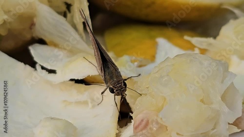 Pelopidas mathias is sucking fresh juice on citrus | Small branded swift photo