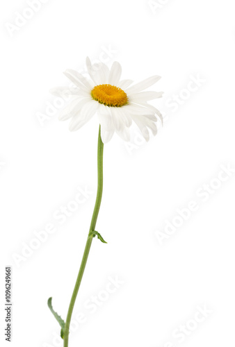 Wallpaper Mural Beautiful white chamomile. Torontodigital.ca