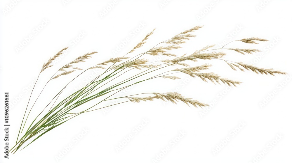 Delicate Grass Blades in the Breeze Delicate Grass Blades in the Breeze