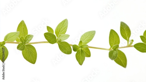 Vibrant green oregano leaves arranged on a delicate stem against a soft white background, showcasing a fresh and airy atmosphere with selective focus.