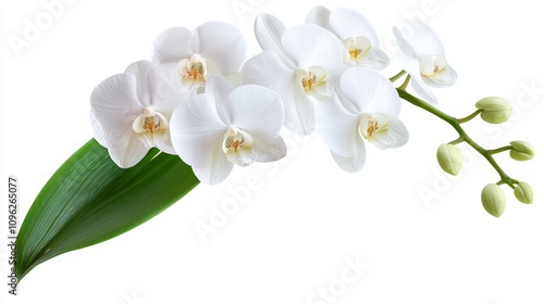 Delicate White Orchid Blooms