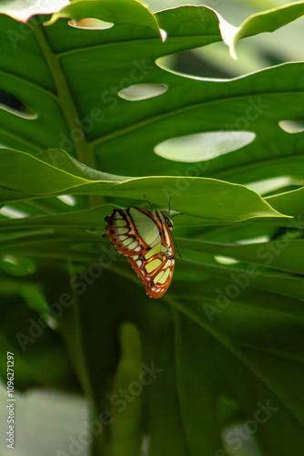 Siproeta stelenes photo