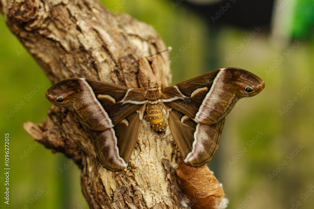 Fototapeta premium Attacus lorquini, night butterfly