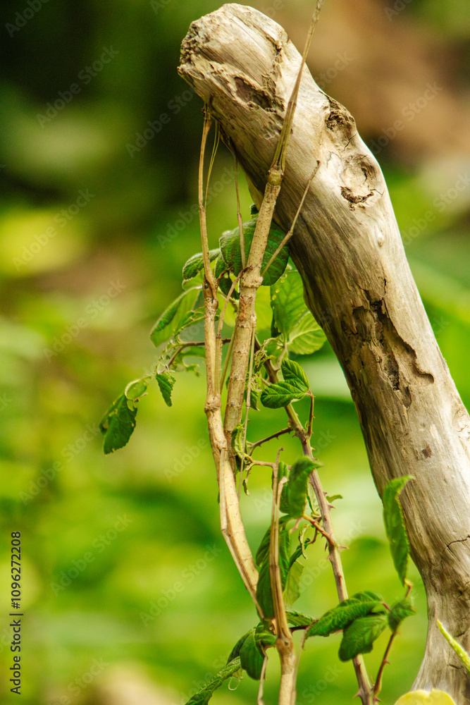 Stecco Ali Rosa Sipyloidea, Stick Insect Stecco Ali Rosa Sipyloidea, Stick Insect