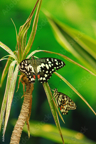 Butterfly Papilo Domoleus, yellow buterfly photo