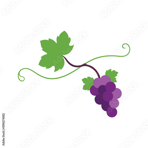 A fresh natural vine with white background