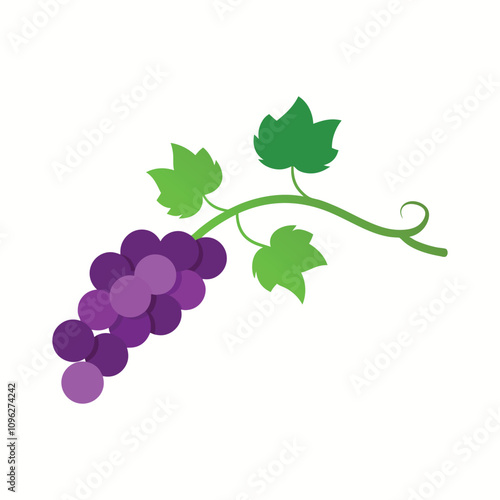 A fresh natural vine with white background