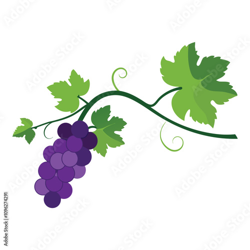 A fresh natural vine with white background