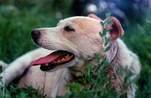 Dog on the green grass.