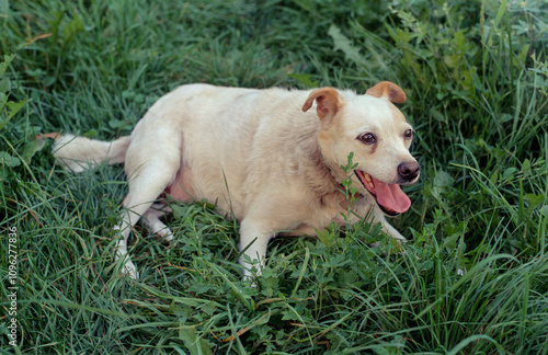 Dog lying on th grass.