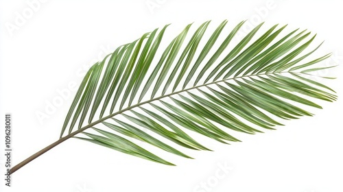 Stunning Palm Leaf Detail