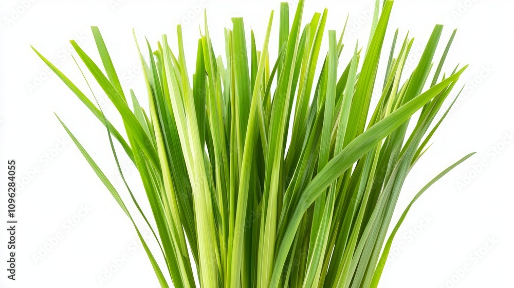 Obraz premium Closeup of Lush Green Grass