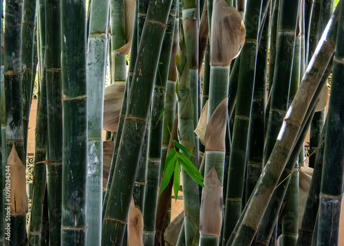 bamboo in the garden