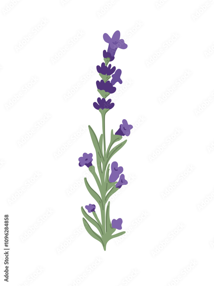 minimalist composition of delicate lavender sprigs minimalist composition of delicate lavender sprigs