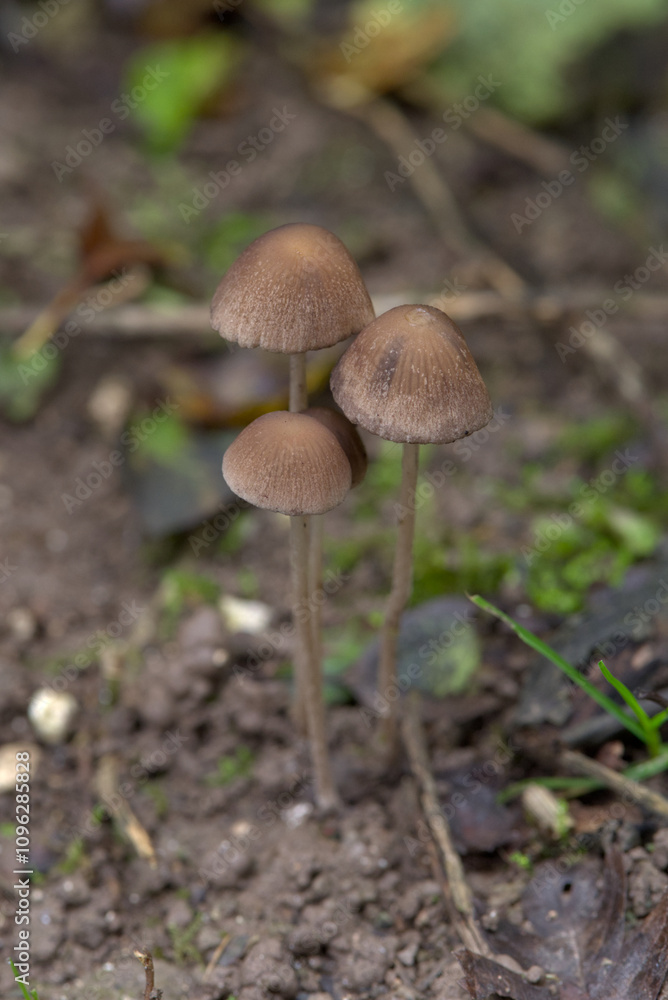 A trio of mushrooms growing on the forest floor near Salisbury, England. A trio of mushrooms growing on the forest floor near Salisbury, England.