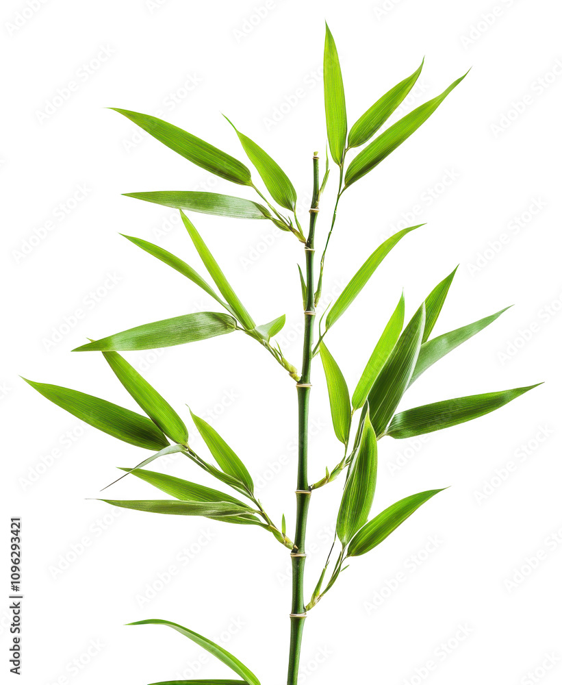 Fototapeta premium Fresh green bamboo leaves, PNG, Isolated on Transparent Background