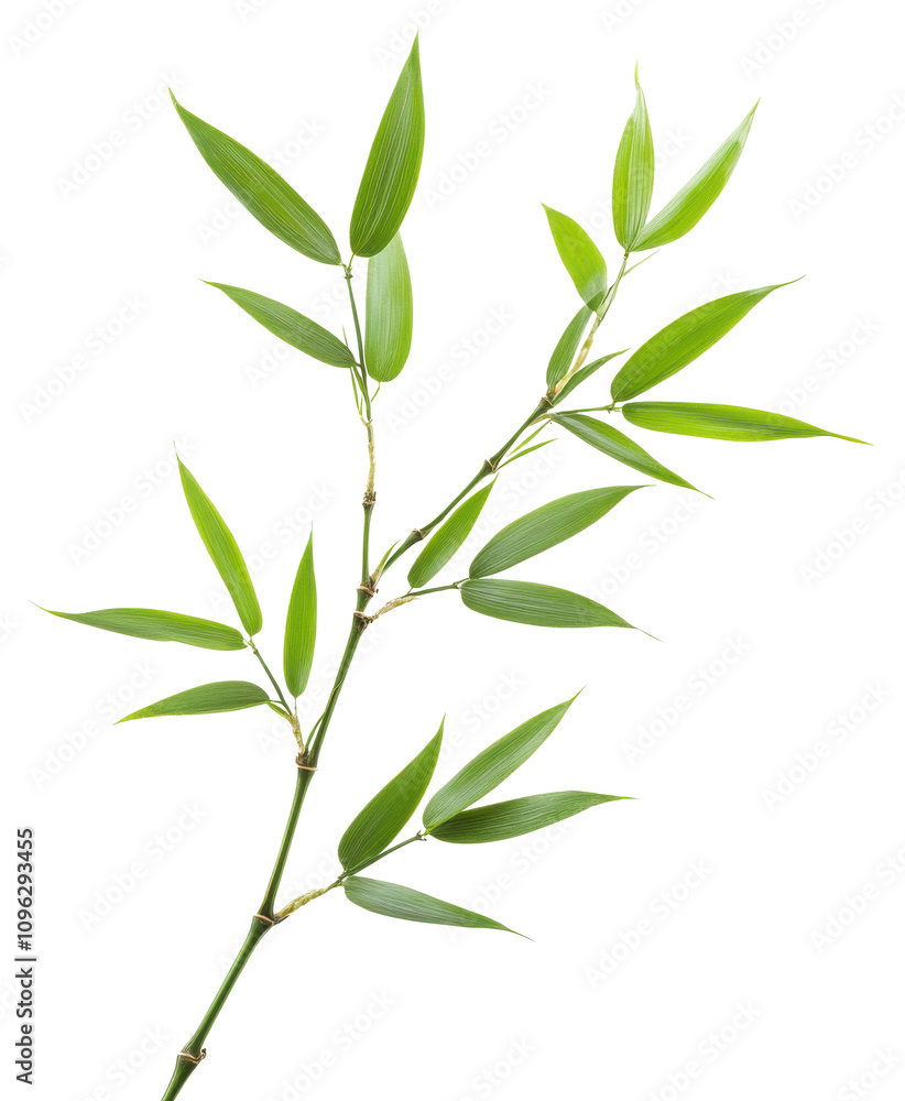 Fototapeta premium Fresh green bamboo leaves, PNG, Isolated on Transparent Background