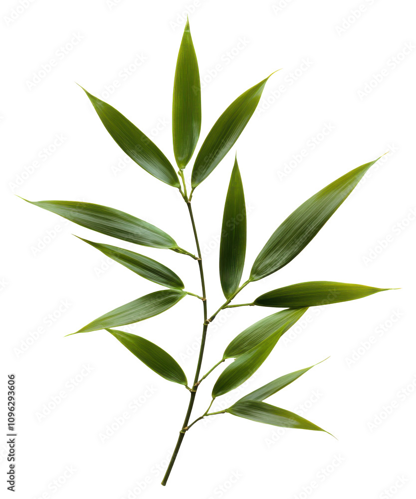 Fototapeta premium Fresh green bamboo leaves, PNG, Isolated on Transparent Background