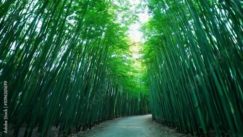 Lush Serenity: Arashiyama Bamboo Forest in Kyoto