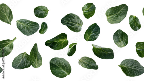 Fresh green leaves scattered on dark background, showcasing various shapes and sizes, perfect for nature themed designs or culinary presentations