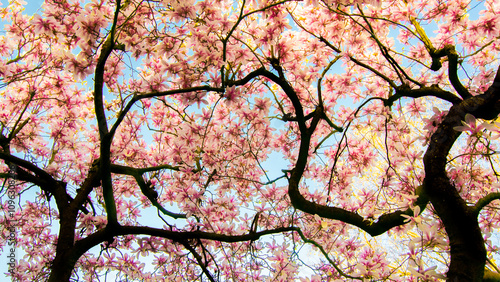 Magnolia Tree in Bloom