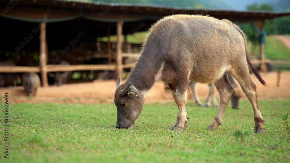 Brown Buffalo Grazing on Green Grass Near Farm Peaceful Rural Scene Showcasing Nature and Livestock in Harmony Brown Buffalo Grazing on Green Grass Near Farm Peaceful Rural Scene Showcasing Nature and Livestock in Harmony