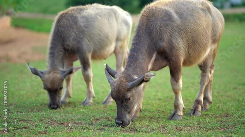 Grazing water buffalo in lush green field, showcasing their natural habitat and behavior, highlights beauty of rural life and wildlife on farm, where livestock thrive in harmony with nature.