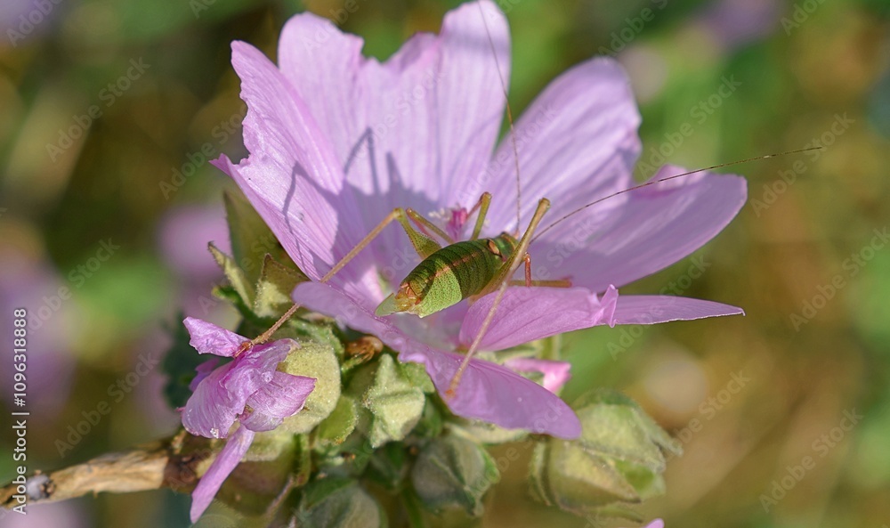 Leptophye Ponctuée, Speckled Bush-cricket ( Leptophyes punctatissima) sur une fleur de Mauve musquée (Malva moschata) Leptophye Ponctuée, Speckled Bush-cricket ( Leptophyes punctatissima) sur une fleur de Mauve musquée (Malva moschata)