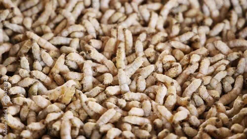 Group of silkworm in slow motion 4k video Group of silkworm in slow motion 4k video