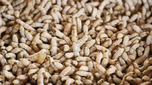 Group of silkworm in slow motion 4k video