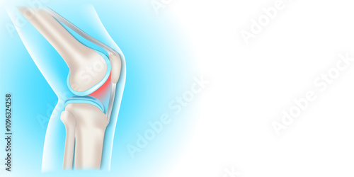Side view of human knee.