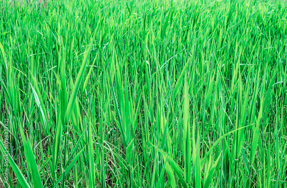 Reed thickets in early spring as a spring background. Reed thickets in early spring as a spring background.