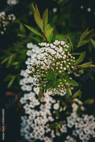 forget me not flowers