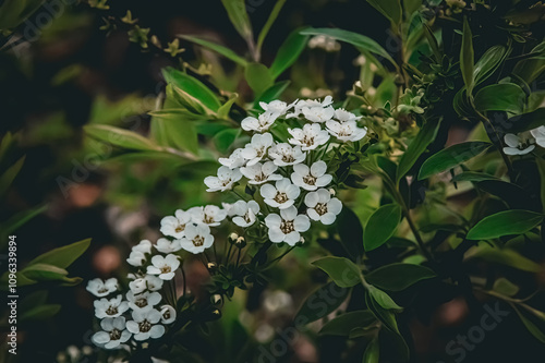 forget me not flowers