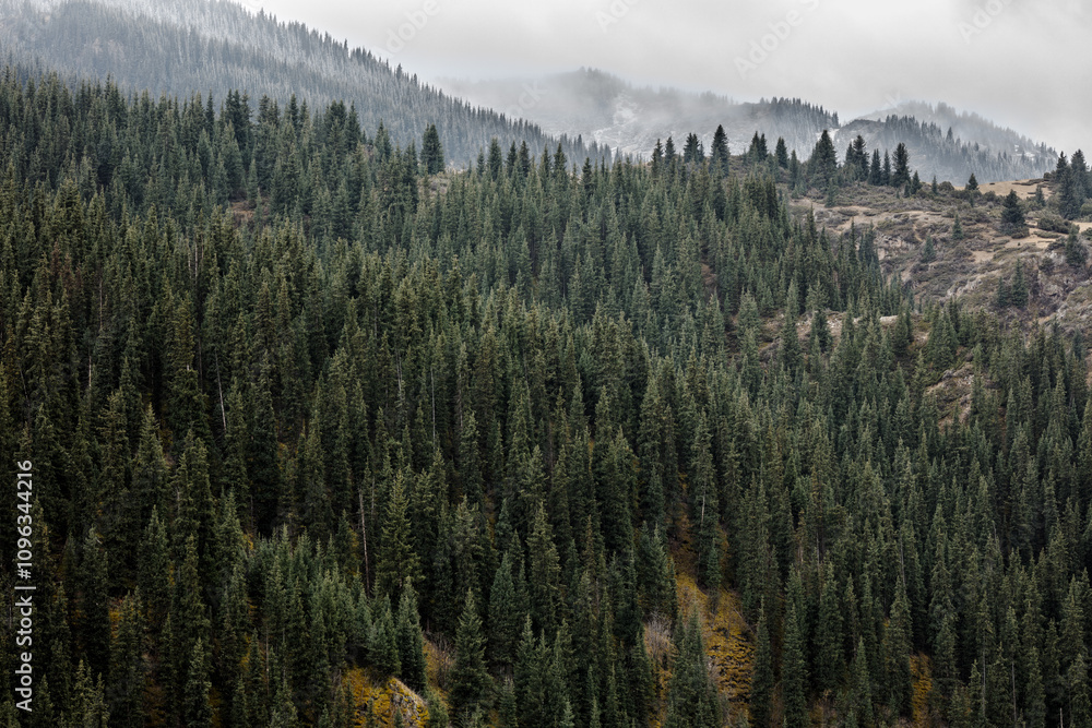 Fototapeta premium landscape in the morning