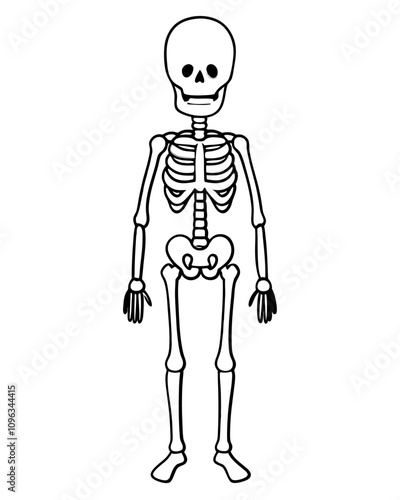 human skeleton vector illustration line art transparent background