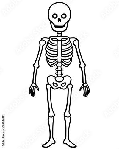 human skeleton vector illustration line art transparent background