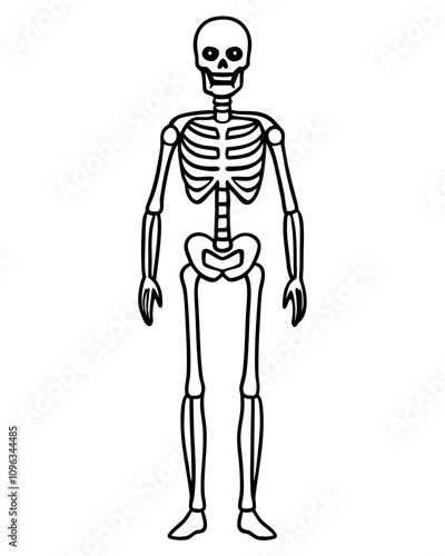 human skeleton vector illustration line art transparent background