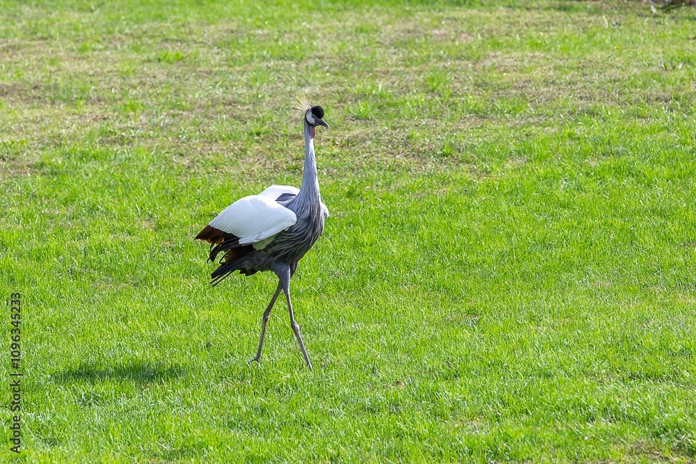 Fototapeta premium Crowned Crane (Balearica regulorum), a crane-like bird in the Gruidae family, on green grass.