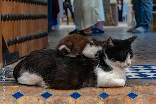 cat with a kitty on her back