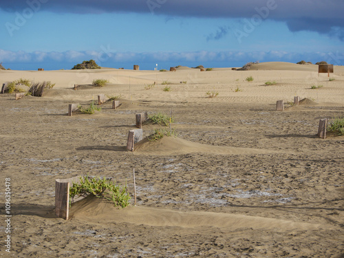 Special fence barriers for conservation ecosystem plants of dune in Maspalomas, Gran Canaria. Natural reserve to protect Traganum Moquinii plant, which helps to form dunes and regulate sand movement photo