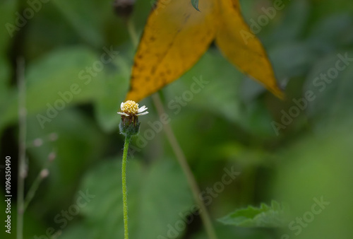 A close up shot of a small, delicate white flower with a yellow center with thin stem and few leaves. The background is blurred with green and yellow leaves.