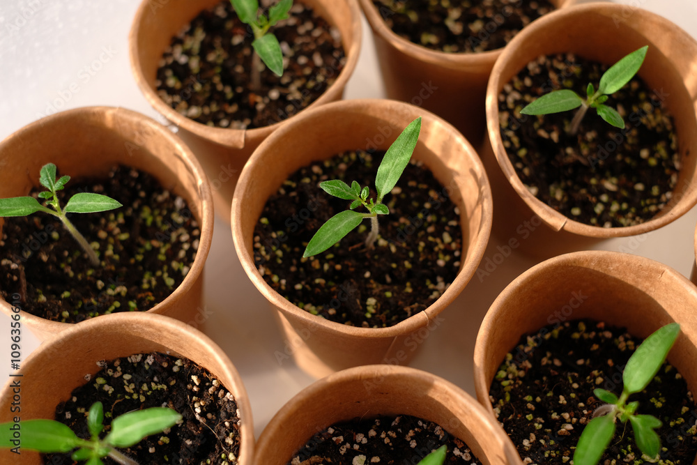 Young seedling tomato in paper pots. Home greenhouse Young seedling tomato in paper pots. Home greenhouse