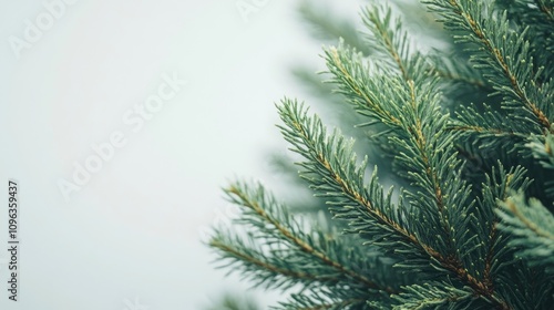 Close-up of vibrant green thuja foliage displaying fine needle-like leaves against a soft white background, emphasizing its lush texture and color.