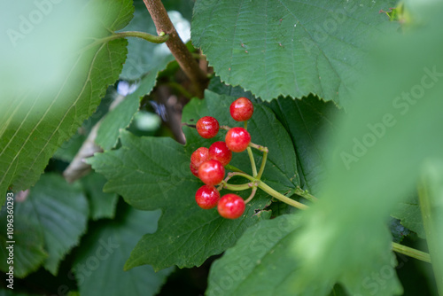 Leuchtend rote Schneeballbeeren  zwischen grünen Blättern photo