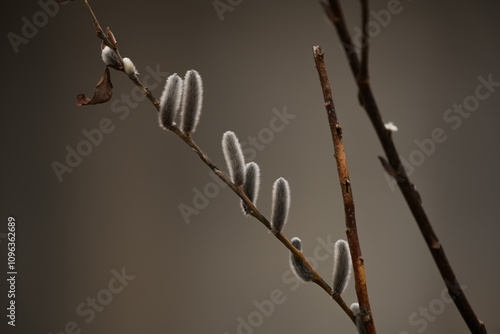 willow catkins
