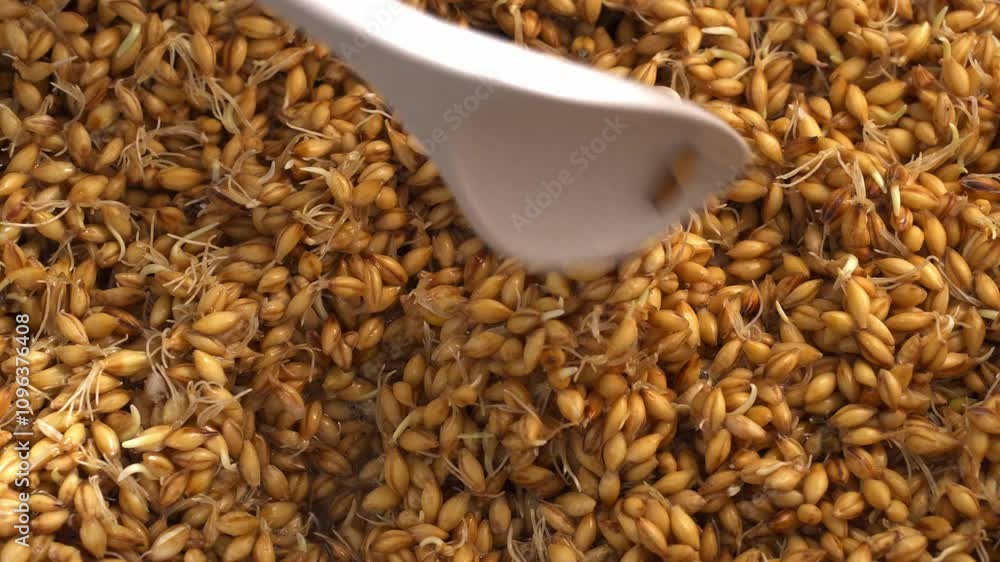 Stirring sprouted barley with a spoon close-up Stirring sprouted barley with a spoon close-up